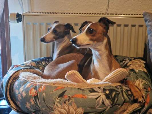 Windhundtreffen - PLZ-Beitrag-Bild