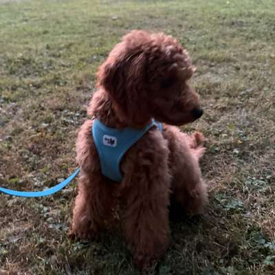 Hundetreffen-Welpe sucht ruhige erwachsene Hunde für Gassirunde-Bild