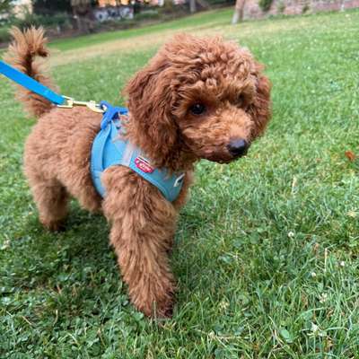 Hundetreffen-Welpentreff Mannheim Innenstadt/Lindenhof-Bild