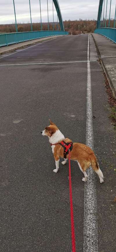 Corgis und ihre persönlichen Hofangestellten-Beitrag-Bild