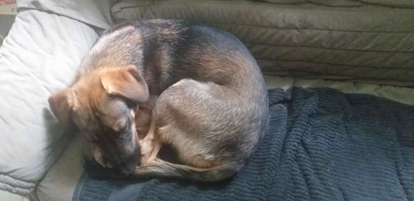 Radfahren mit Hund-Beitrag-Bild