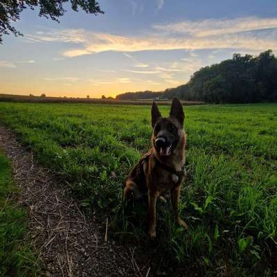 Hundetreffen-Spielen, Toben, Trainieren-Bild