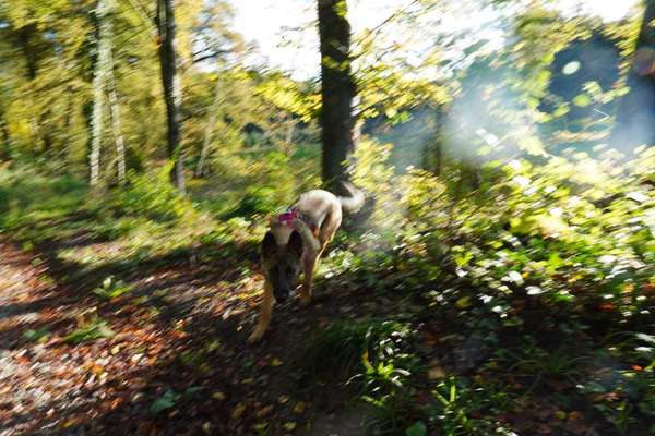 Dogorama Photo Challenge - Licht-Beitrag-Bild