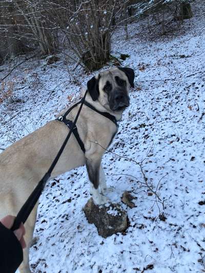 Schnee Foto-Beitrag-Bild