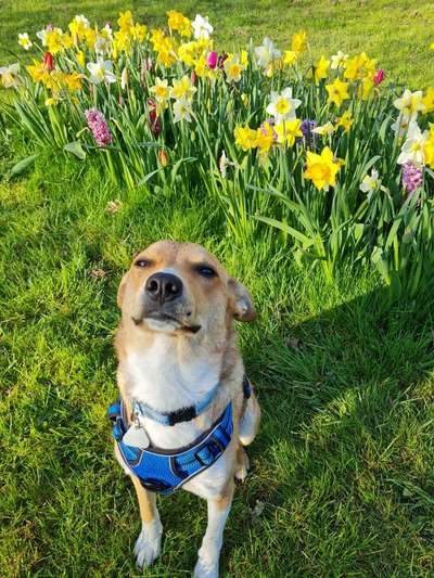 Die Dogorama Monats Challenge "Es grünt und blüht"-Beitrag-Bild