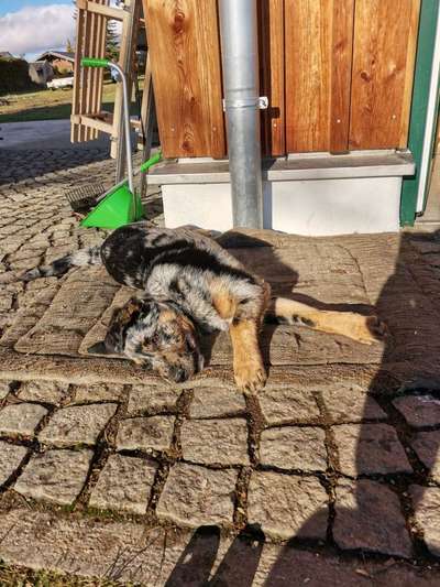 Australian Cattle Dog-Beitrag-Bild