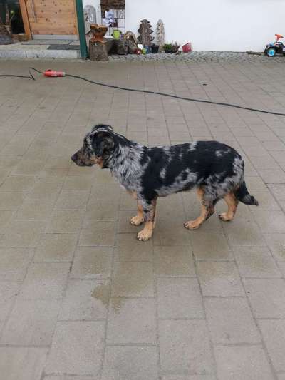 Australian Cattle Dog-Beitrag-Bild