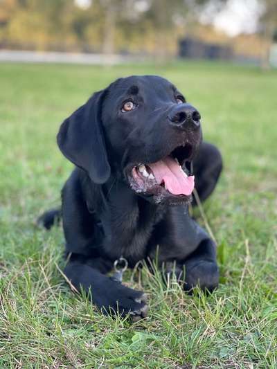 Wie heißt dein Hund?-Beitrag-Bild