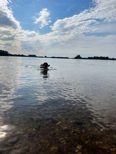 Dogorama Photo Challenge - Apportieren-Beitrag-Bild