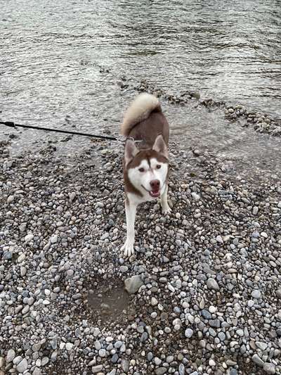 Hundetreffen-Junghundtreff-Bild