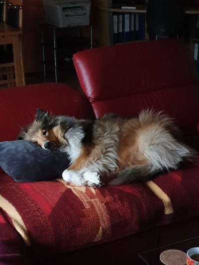 Collies gesucht-Beitrag-Bild
