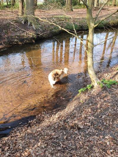 Collies gesucht-Beitrag-Bild