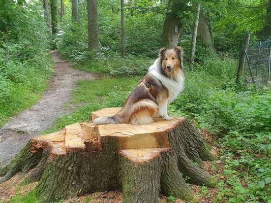 Langhaar Collies-Beitrag-Bild