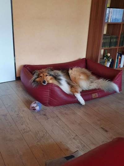 Langhaar Collies-Beitrag-Bild