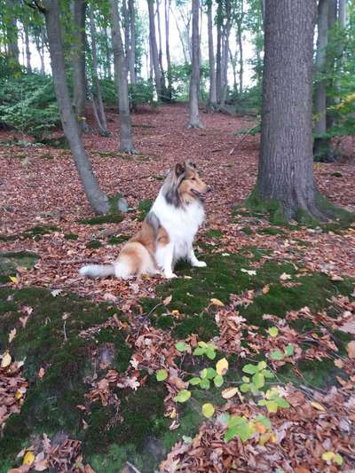 Fotochallenge No. 26                                     Wald und Wiese-Beitrag-Bild