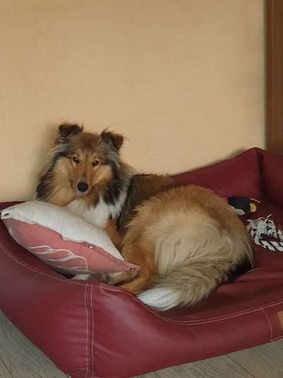 Collies gesucht-Beitrag-Bild