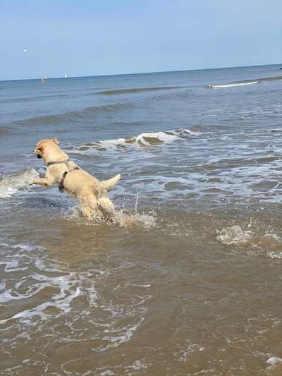 Wo sind die Golden Retriever Liebhaber?-Beitrag-Bild