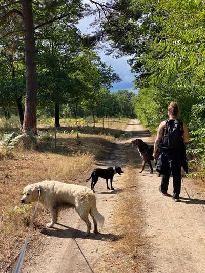 Wo sind die Golden Retriever Liebhaber?-Beitrag-Bild