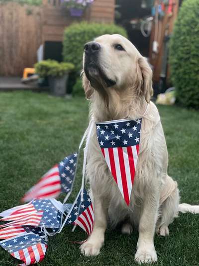 Wo sind die Golden Retriever Liebhaber?-Beitrag-Bild