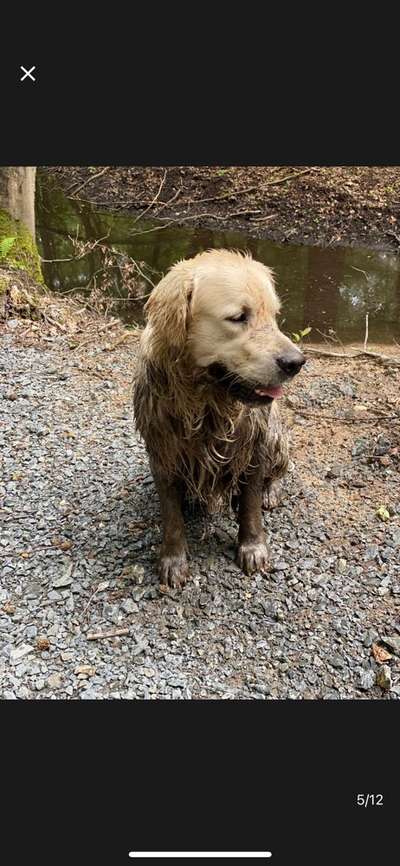 Wo sind die Golden Retriever Liebhaber?-Beitrag-Bild