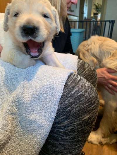 Welpen Bilder !-Beitrag-Bild