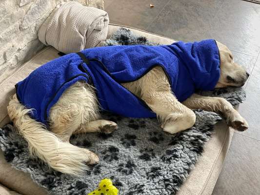 Die Dogorama Wochen Challenge-Beitrag-Bild