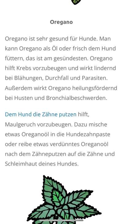 Erstellen einer Oregano Tinktur ohne Alkohol;)-Beitrag-Bild