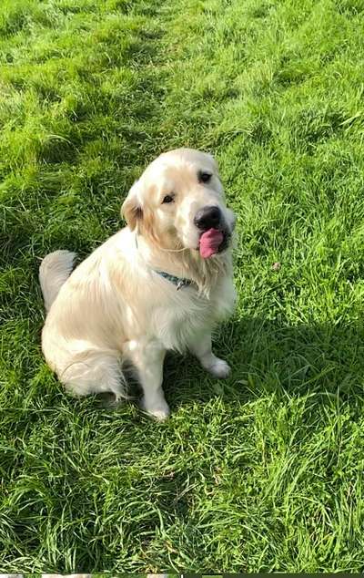 Fotochallenge Nr. 59 - Mein Hund zeigt die Zunge-Beitrag-Bild