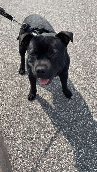 Staffordshire Bull Terrier-Beitrag-Bild