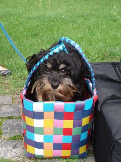 Die Dogorama Kalender Challenge Titelbild-Beitrag-Bild