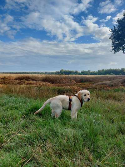 Hundetreffen-Sozialisieren und Spaziergang-Bild