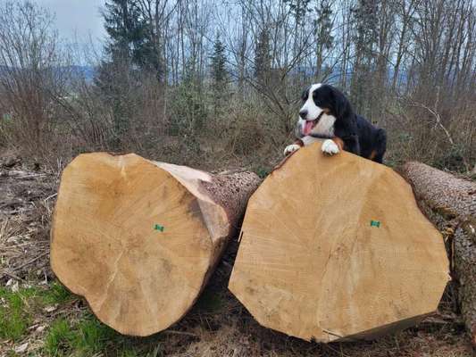 Foto -Challenge  Thema : Dein Hund Im Wald-Beitrag-Bild