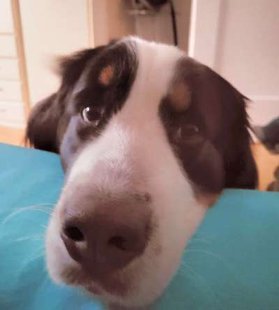 Dogorama Photo Challenge- Aufmerksamkeit bitte!-Beitrag-Bild