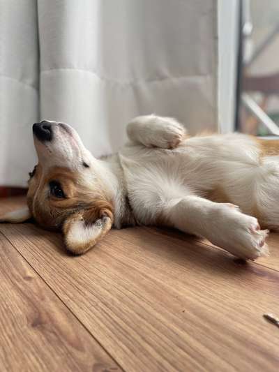 Dogorama Photo Challenge - Portrait-Beitrag-Bild