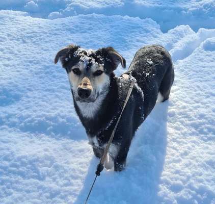 Zeigt mal die schönsten Bilder von euren Hunden !-Beitrag-Bild