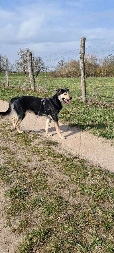 Hunde sind die beste Medizin-Beitrag-Bild