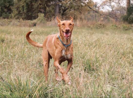 Die Dogorama Monats Challenge "Es grünt und blüht"-Beitrag-Bild