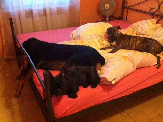 Zeig mir, dass du mit einem hund zusammenlebst....-Beitrag-Bild