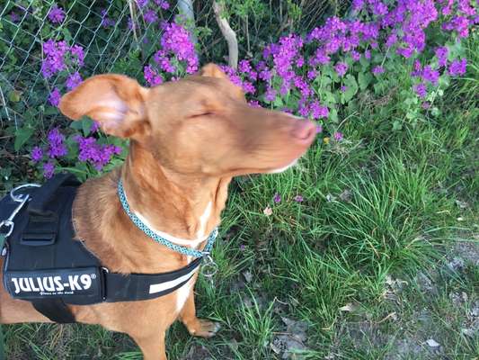 Die Dogorama Kalender Challenge Teil 3/4-Beitrag-Bild