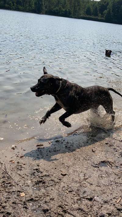 Die Dogorama Wochen Challenge: “Dein Hund im Urlaub”-Beitrag-Bild