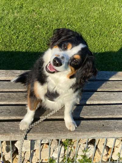 Dogorama Photo Challenge - Die besten Hundebuddys-Beitrag-Bild