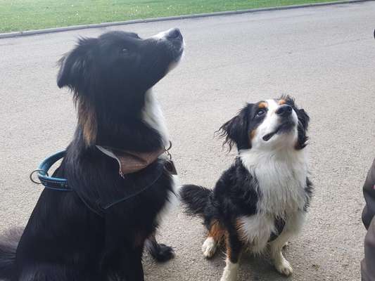 Dogorama Photo Challenge - Die besten Hundebuddys-Beitrag-Bild