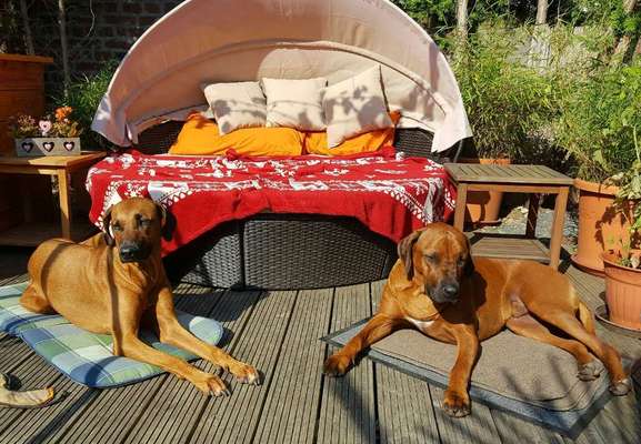 Rhodesian Ridgeback-Beitrag-Bild