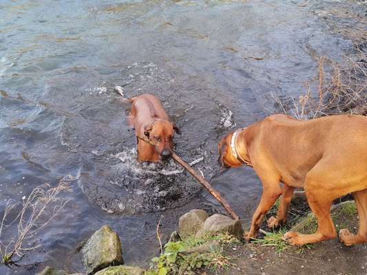 Rhodesian Ridgeback-Beitrag-Bild