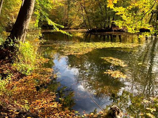 Herbst Bilder-Beitrag-Bild