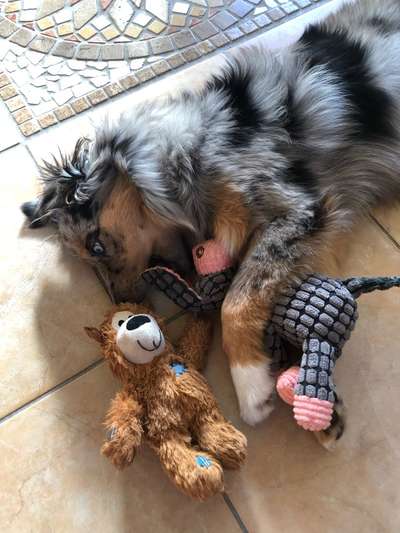 Euer Hund und sein Lieblingskuscheltier-Beitrag-Bild