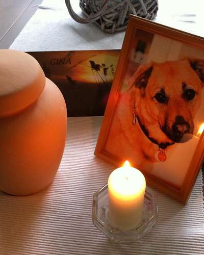 Unsere Fellnasen im Regenbogenland-Beitrag-Bild