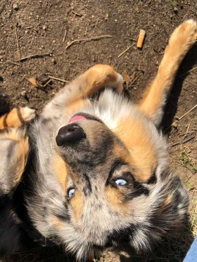 Dogorama Photo Challenge - Gassipause-Beitrag-Bild