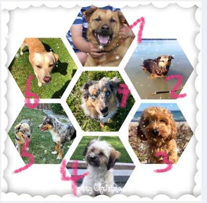 10. Collage-Challenge 
Hunde die Dich begleitet haben bzw. tun-Beitrag-Bild