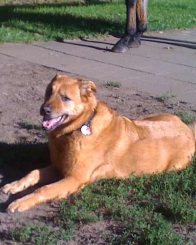 Unsere Fellnasen im Regenbogenland-Beitrag-Bild